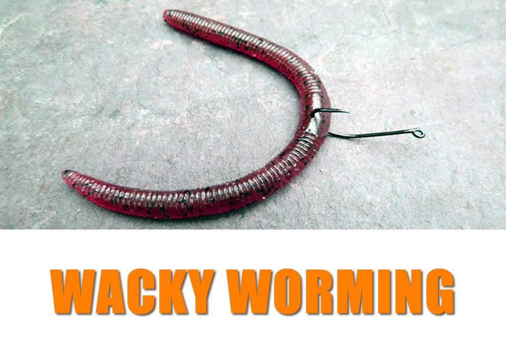 Wacky Worming - Bass Fishing Videos and Tips