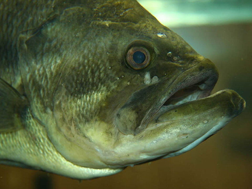 Largemouth Bass