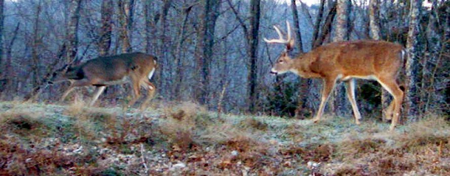 Deer Hunting & Bass