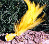 virgil_ward_pic7