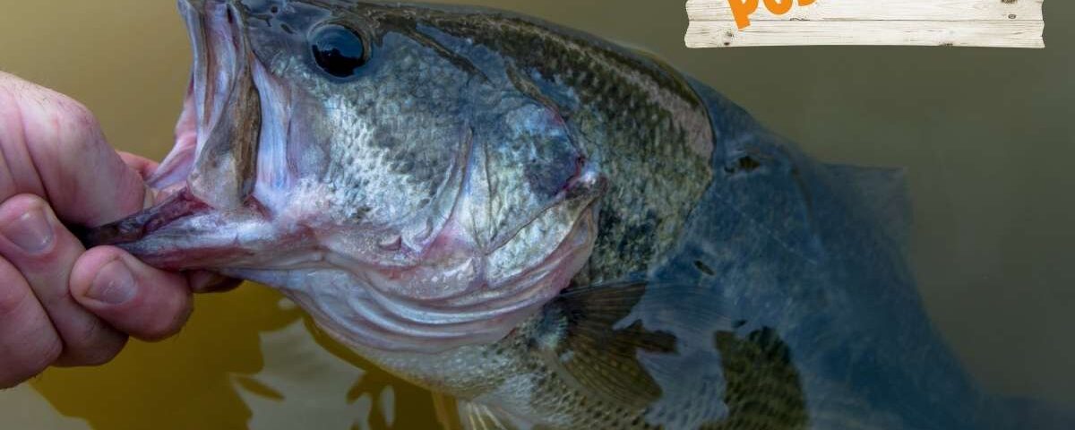 Post Spawn Largemouth Bass Fishing