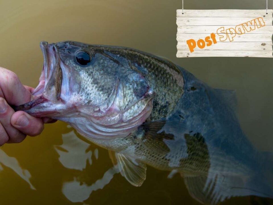 Post Spawn Largemouth Bass Fishing
