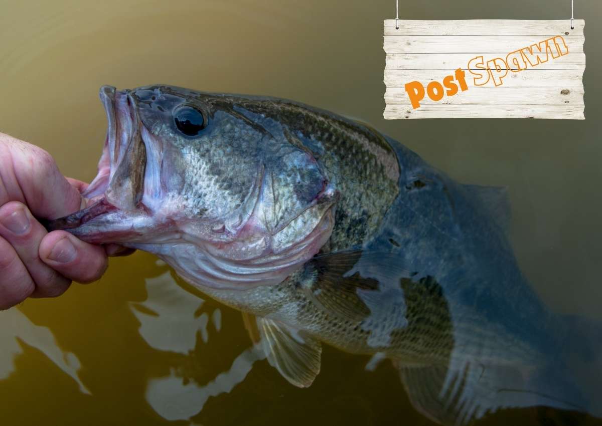 Home Bass Fishing Videos and Tips BASSIN' USA