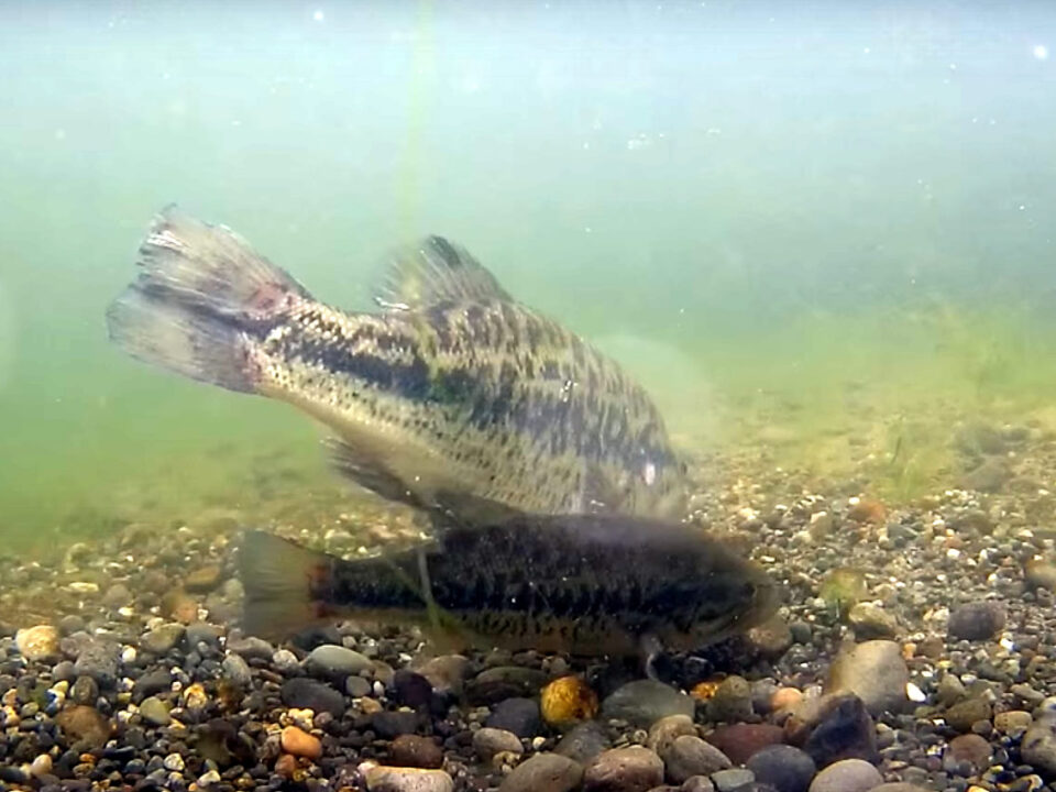Bass On Spawning Bed