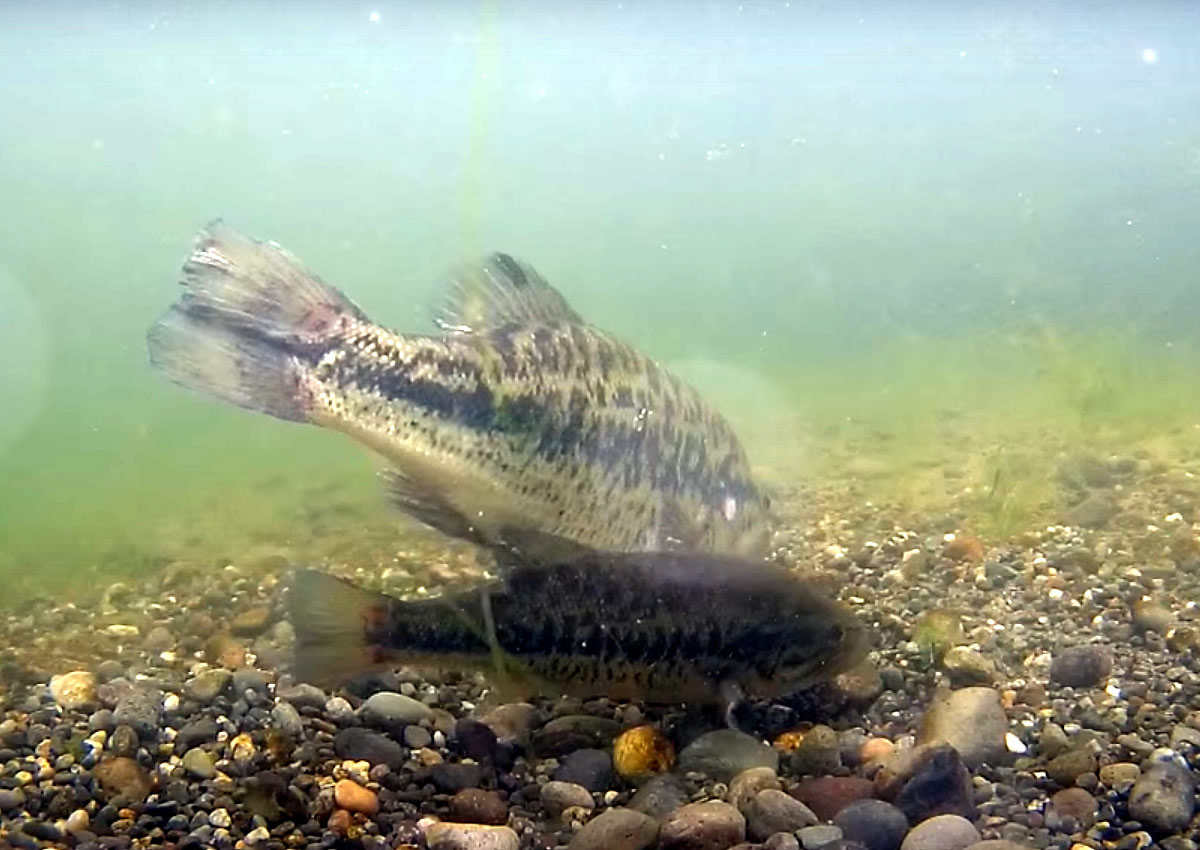 Amazing Underwater Footage!! Crazy Bass Strikes on Creature Baits!! 